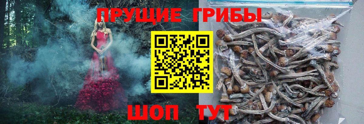 Сызрань  Псилоцибиновые грибы GOLDEN TEACHER  Вход с VPN  магазин продажи   Псилоцибиновые грибы Cubensis 